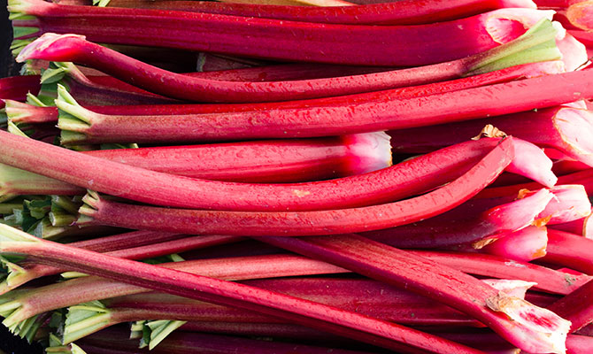 Rhubarb